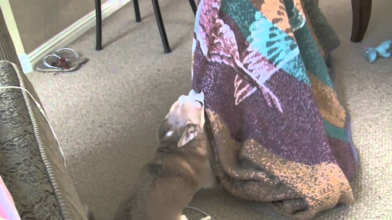 Chihuahua Fights For My Blanket!